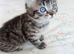 Gourgeous kittens for sale!!!