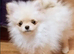Adorable Mini Pomeranian Puppies