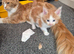 Maine coon kittens