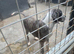 Dog to rehome