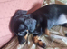 Dachshund X Puppies