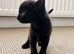 Sweet solid black female kitten – available to reserve