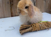 Mini lop boy last one