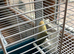 Love bird baby