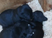 Patterdale pups