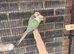 Conure parakeets for sale?