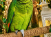 Beautiful Amazon Parrot &ndash; &pound;550