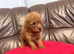 Toy Poodle