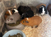 Baby guinea pigs