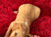 Cocker spaniel for sale