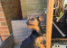 Miniature Yorkie mix