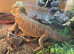 Bearded dragon