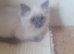 Ragdoll blue point kittens