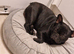 French bulldog
