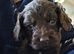 KC Reg Showtype Cocker Spaniel Puppies