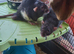 2 extremely tame male rats 5 months old