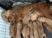 Top class red cockers spainels boys £1250