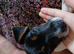 12 week old Jack Russell boy fully vaccinated & mico chipped ready for new home