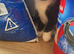 2 stunning kittens looking for new homes