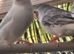 Mutation zebra finches