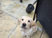 Milromali labradors bred for health and temperament