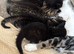 cross bengals ready for forever homes