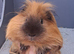 Gorgeous pair of guinea pigs Rare