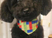 6 months black male Toy poddle