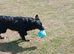 Border collie cross