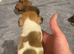 Jack Russell x chihuahua