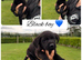 Stunning Labrador pups for sale