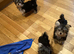 Happy lively Maltipoo puppies