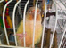 Green cheek conure