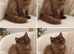 Rare LH cinnamon British longhair female kitten