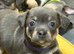 Chiwawa/dash mix ready to go now
