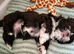 Imperial Chocolate Shih tzu girls