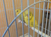 Baby budgies for sale
