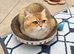 Pedigree British Shorthair