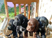 cocker spaniels