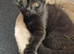 Kittens for rehoming