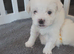 Morkies
