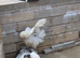 Border collie- Blue Merle