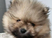 KC Registered Pedigree Pomeranian Boys – Tiny Teddy Bear Type
