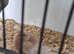 For sale double pastel Serbian bull finches hen.