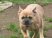 Tan french bulldog