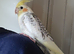 Silly Hand Tame Baby Cockatiel