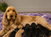 Show type KC Reg Cocker Spaniels from  dna tested parents.