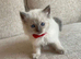 Gorgeous Ragdoll Babies!!