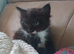 ️ Tiny Paws, Big Hearts – Ready for Loving Homes
