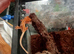 2 baby crested geckos